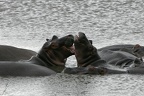 Hippopotamus amphibius (259309 Besuche) Flusspferd - Flusspferd - Hippopotamus amphibius, Kruger National Park 2007 Hippopotamus amphibius