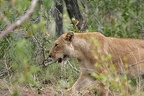 Panthera leo