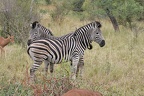 Equus quagga