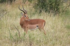 Aepyceros melampus