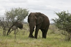 Loxodonta africana