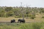 Loxodonta africana