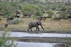 Loxodonta africana