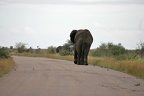 Loxodonta africana