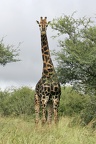 Giraffa camelopardalis