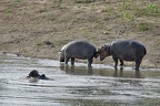 Hippopotamus amphibius