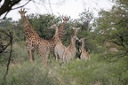 Giraffa camelopardalis