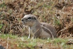 Suricata suricatta