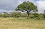 Kruger Park